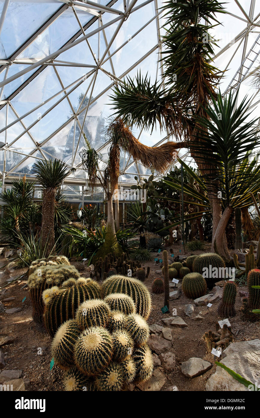 Kakteen-Vegetation mit Golden Barrel Cactus oder Mutter-in-Law Kissen (Echonocactus Grusonii), Anlage Display Haus, Grugapark Stockfoto