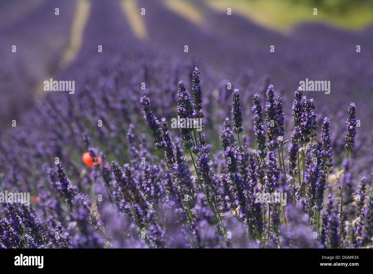 Joucas, Frankreich, von einem blühenden Lavendel Feld Stockfoto