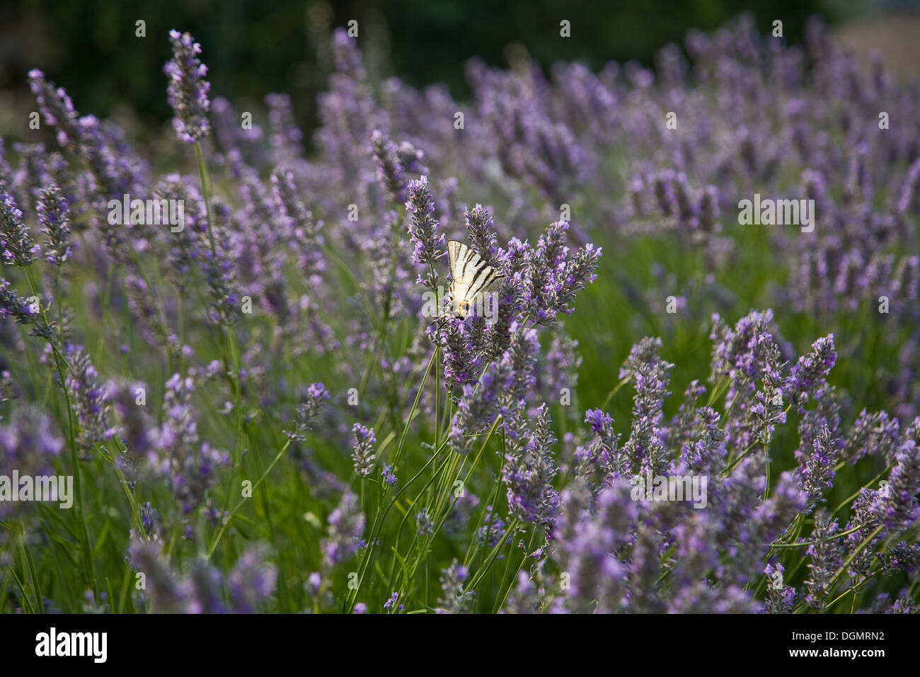 Les Baux-de-Provence, Frankreich, ein Schmetterling auf wilder Lavendel Stockfoto