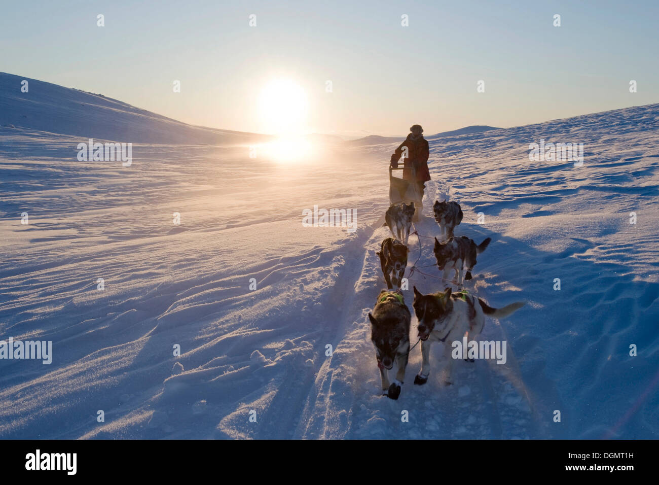 Hundeschlitten in Norwegen, Finnmarksvidda, Finnmark, Lappland, Norwegen, Europa Stockfoto