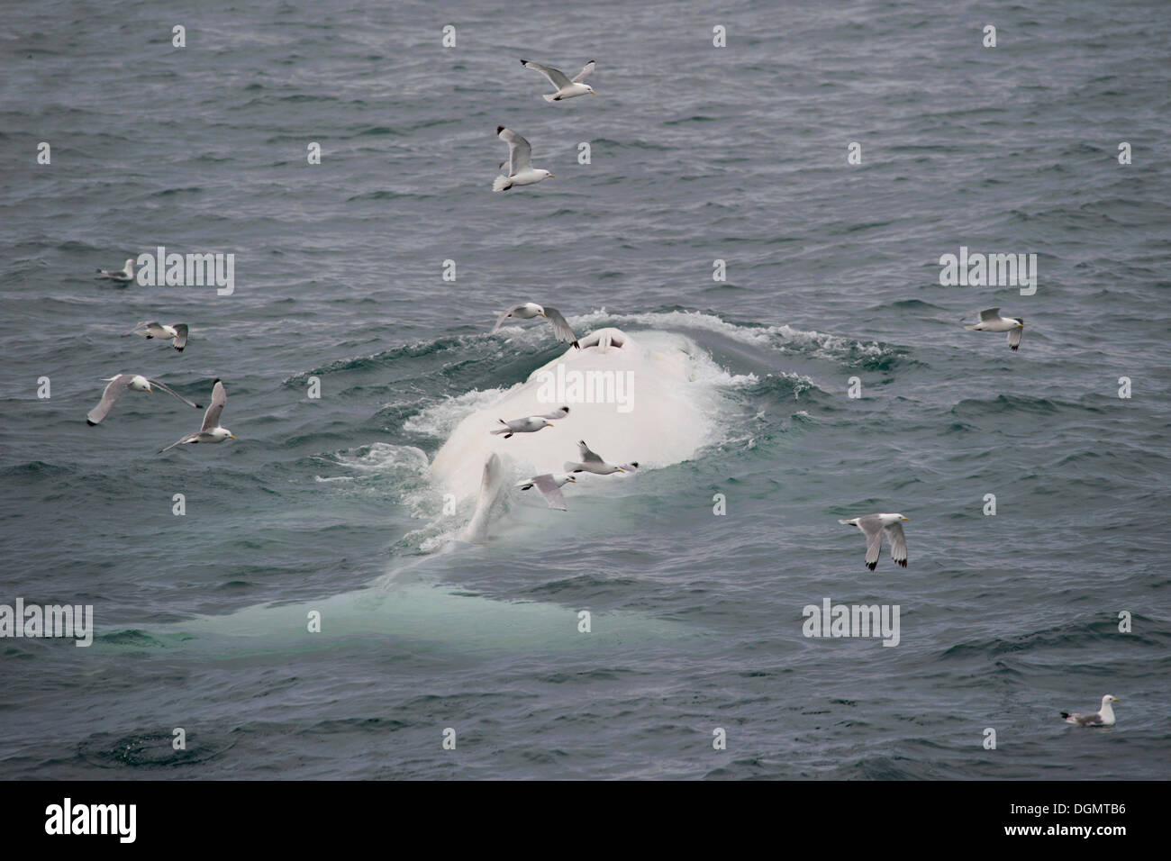 Seltene, möglicherweise der einzige, weiße Buckelwal (Impressionen Novaeangliae) in der nördlichen Hemisphäre, Hinlopenstretet Stockfoto