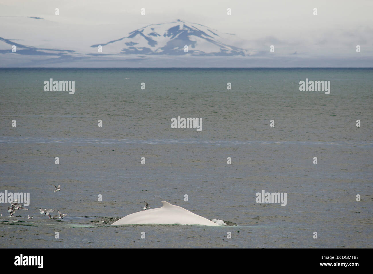 Seltene, möglicherweise der einzige, weiße Buckelwal (Impressionen Novaeangliae) in der nördlichen Hemisphäre, Hinlopenstretet Stockfoto