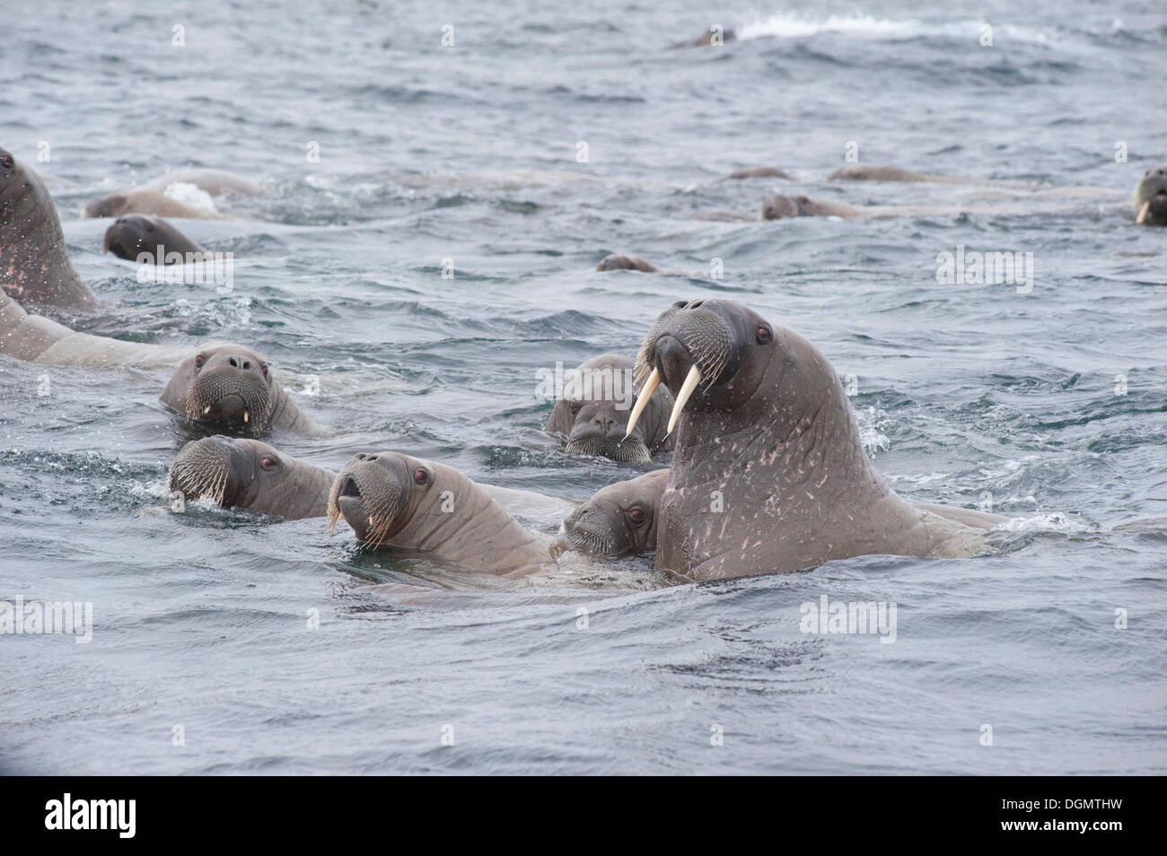 Weibliche Walrosse (Odobenus Rosmarus) mit jungen, Storøya, Spitzbergen, Svalbard und Jan Mayen, Norwegen Stockfoto