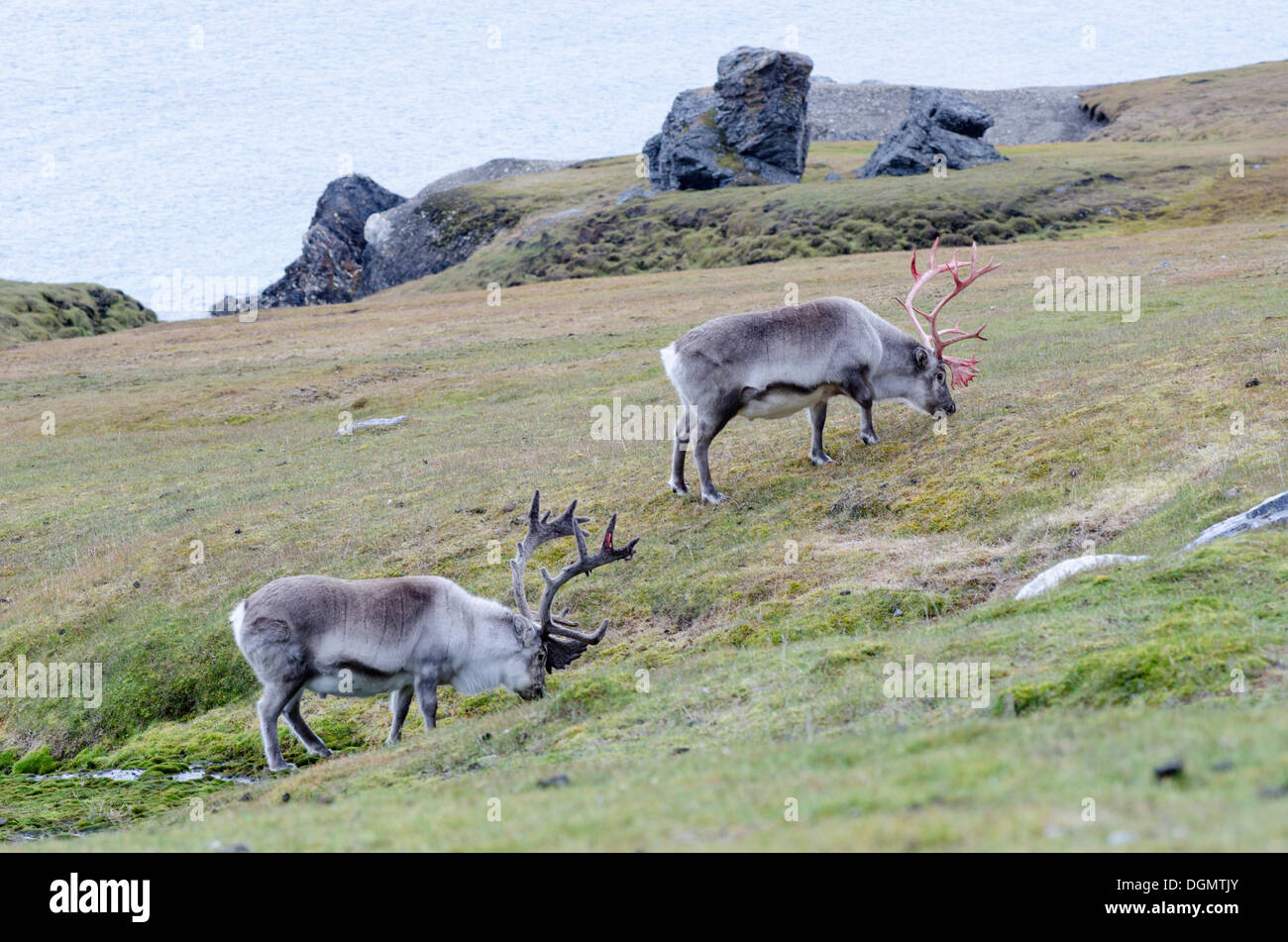 Zwei männliche Spitzbergen Rentier (Rangifer Tarandus Platyrhynchus) in verschiedenen Stadien der samt, Alkhornet, Trygghamna, Isfjorden Stockfoto