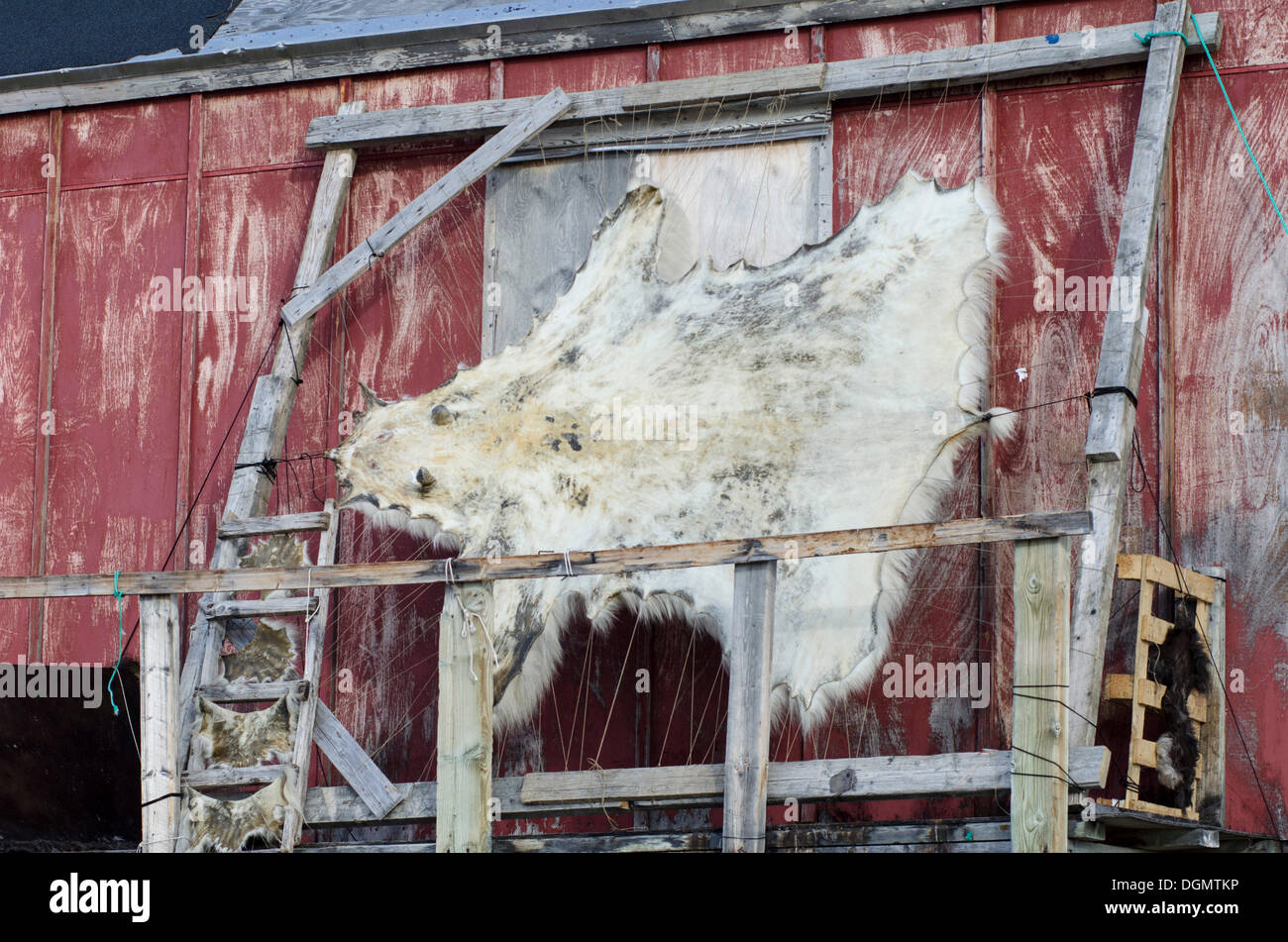 Polar Bear Haut trocknen auf einem Rahmen vor einem Haus in der Siedlung Ittoqqortoormiit, Scoresbysund, Ostgrönland, Grönland Stockfoto