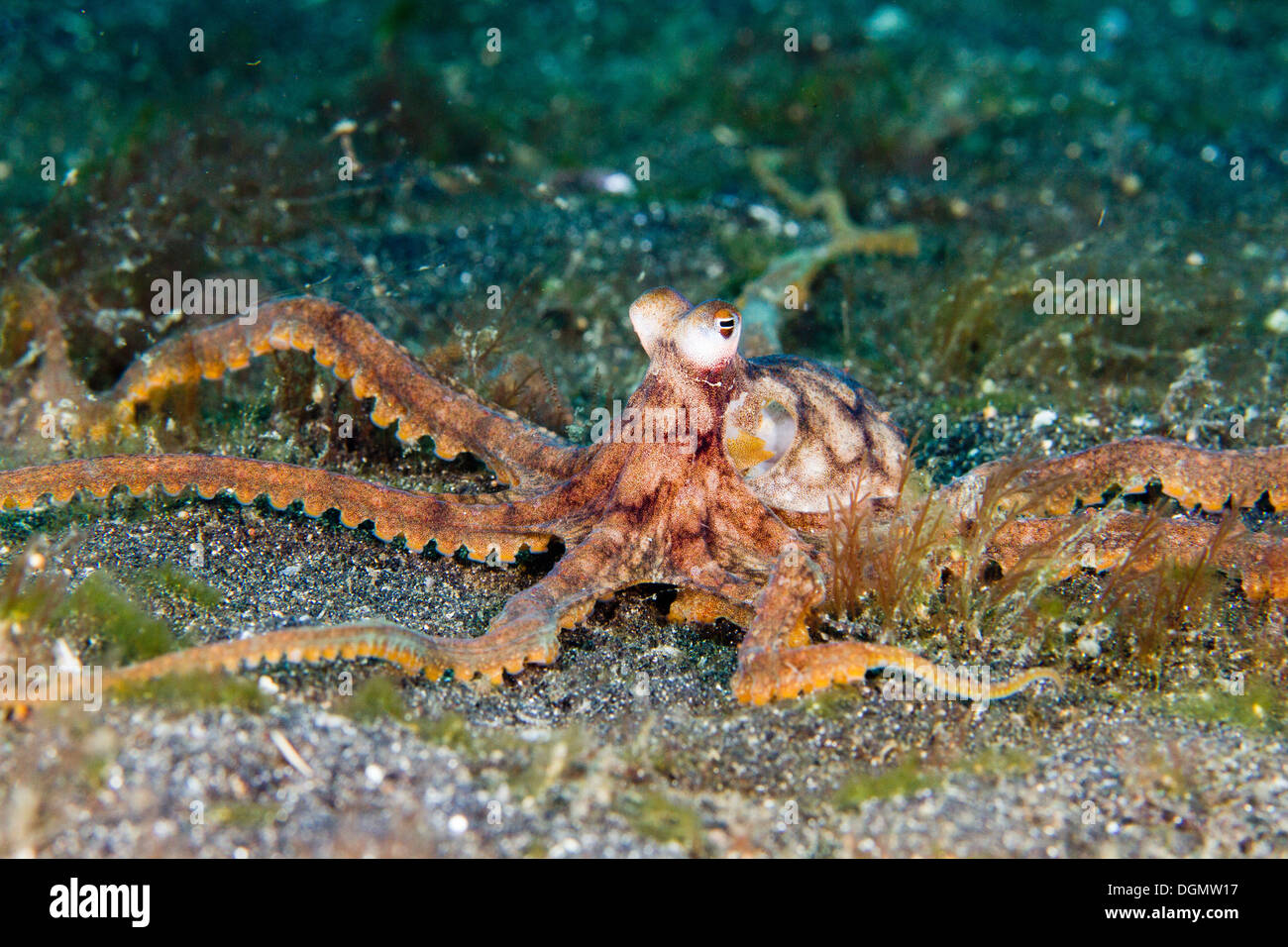 Der lange Arm Krake, Lembeh Strait, Indonesien Stockfoto