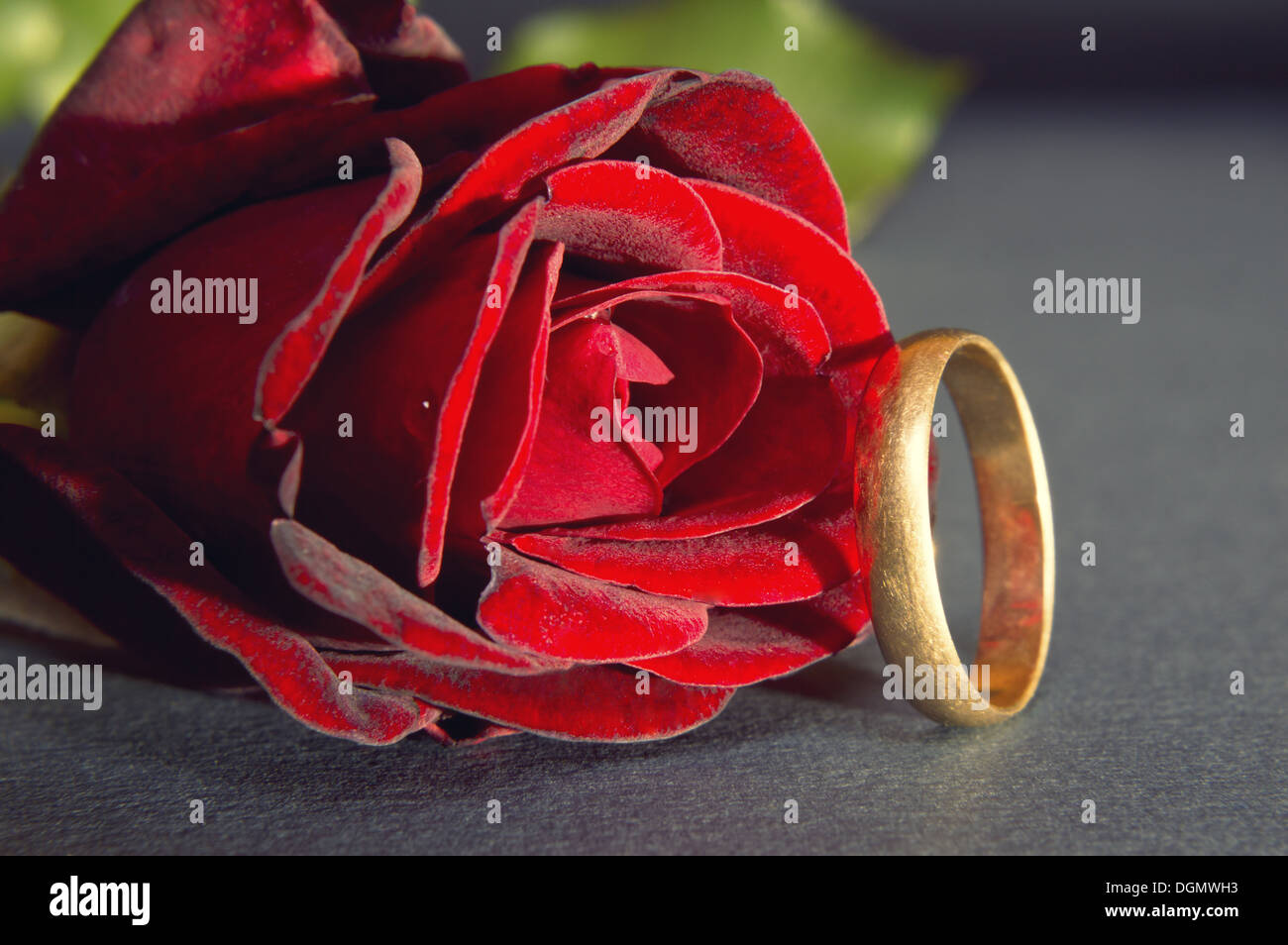 Rote Rose und Ehering mit Wassertropfen. Stockfoto