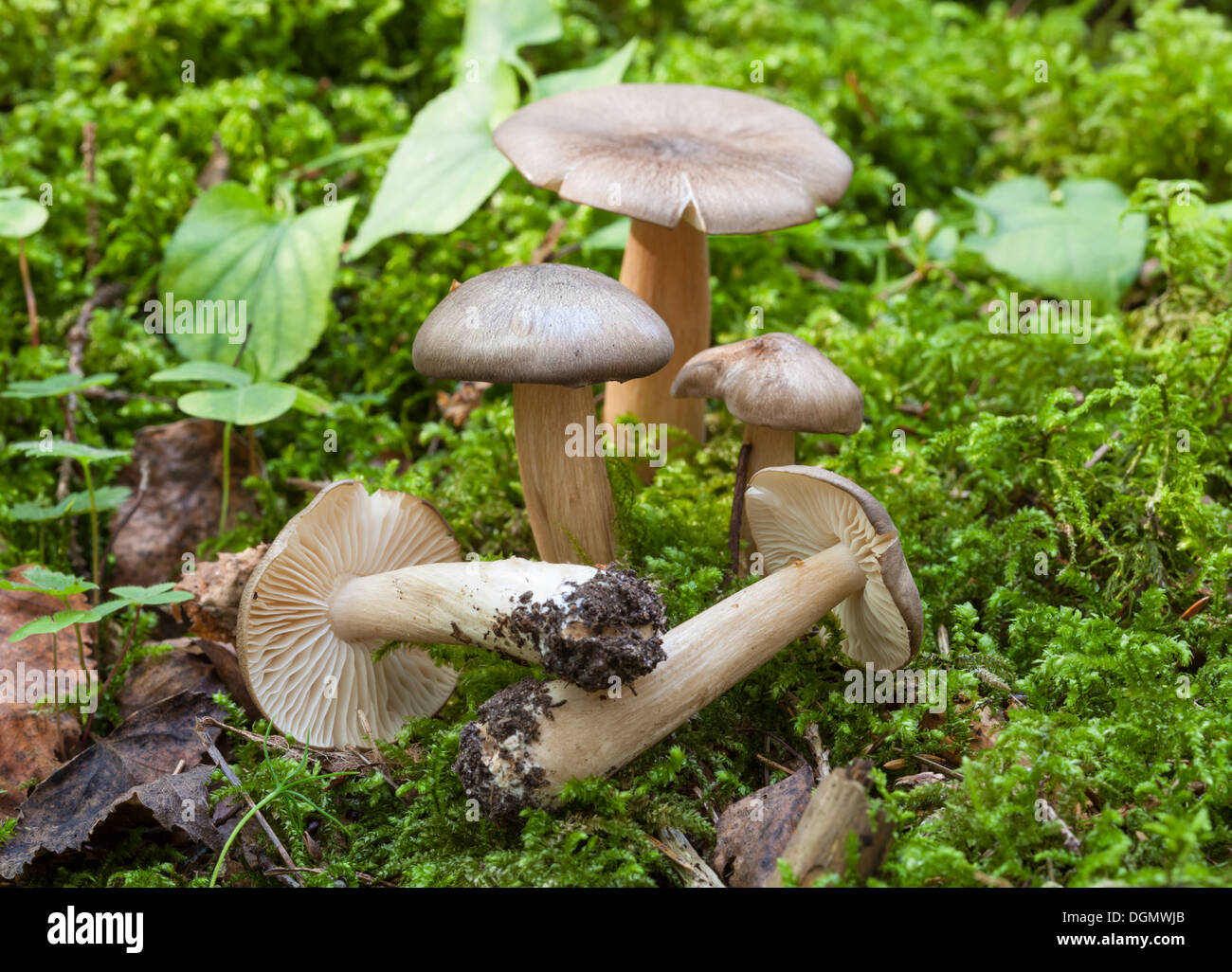 Im Herbst Pilze in Finnland Stockfoto