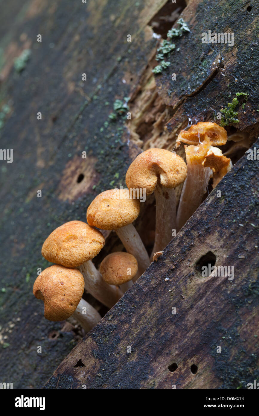 Im Herbst Pilze in Espoo, Finnland Stockfoto