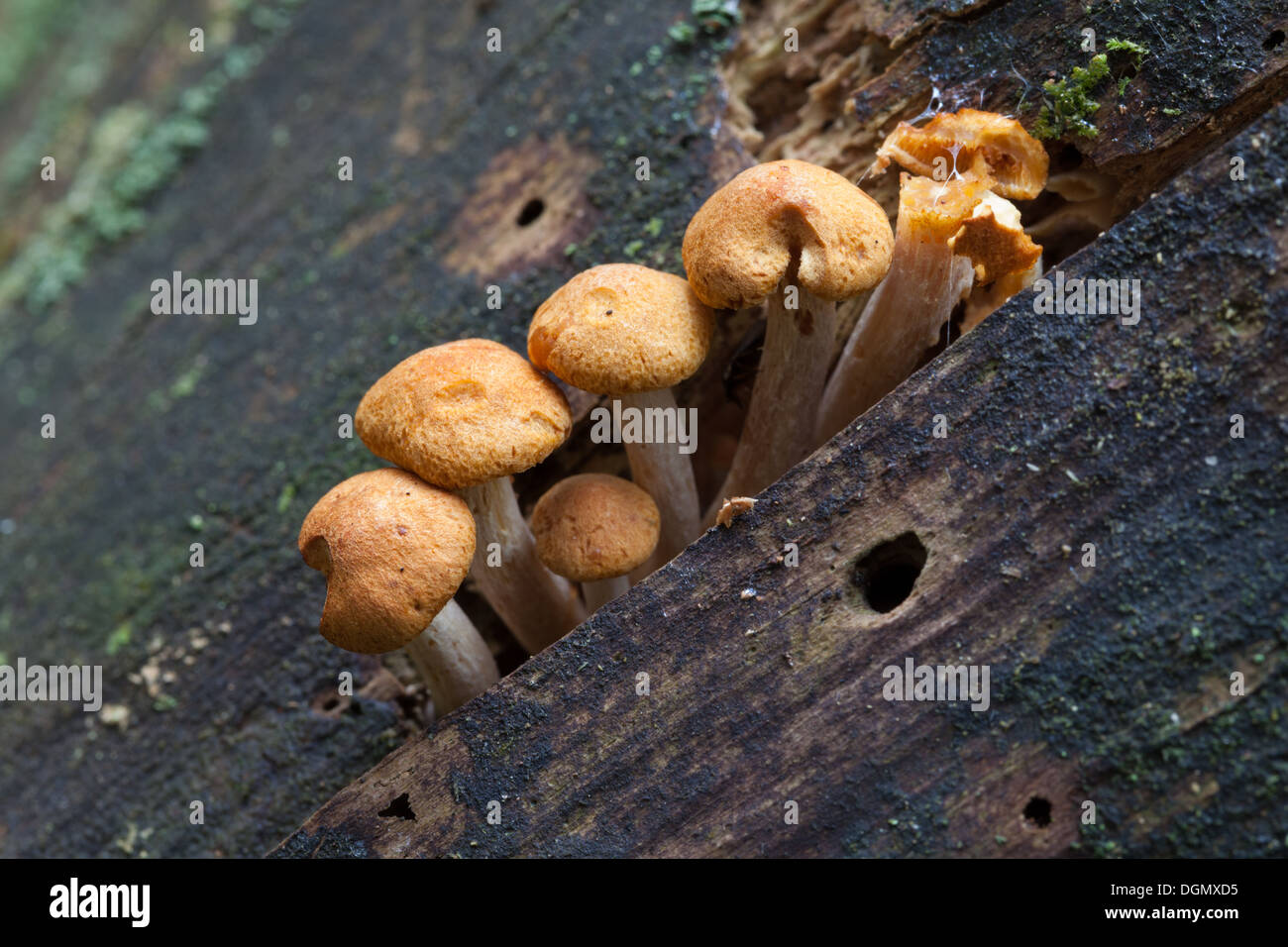 Im Herbst Pilze in Espoo, Finnland Stockfoto
