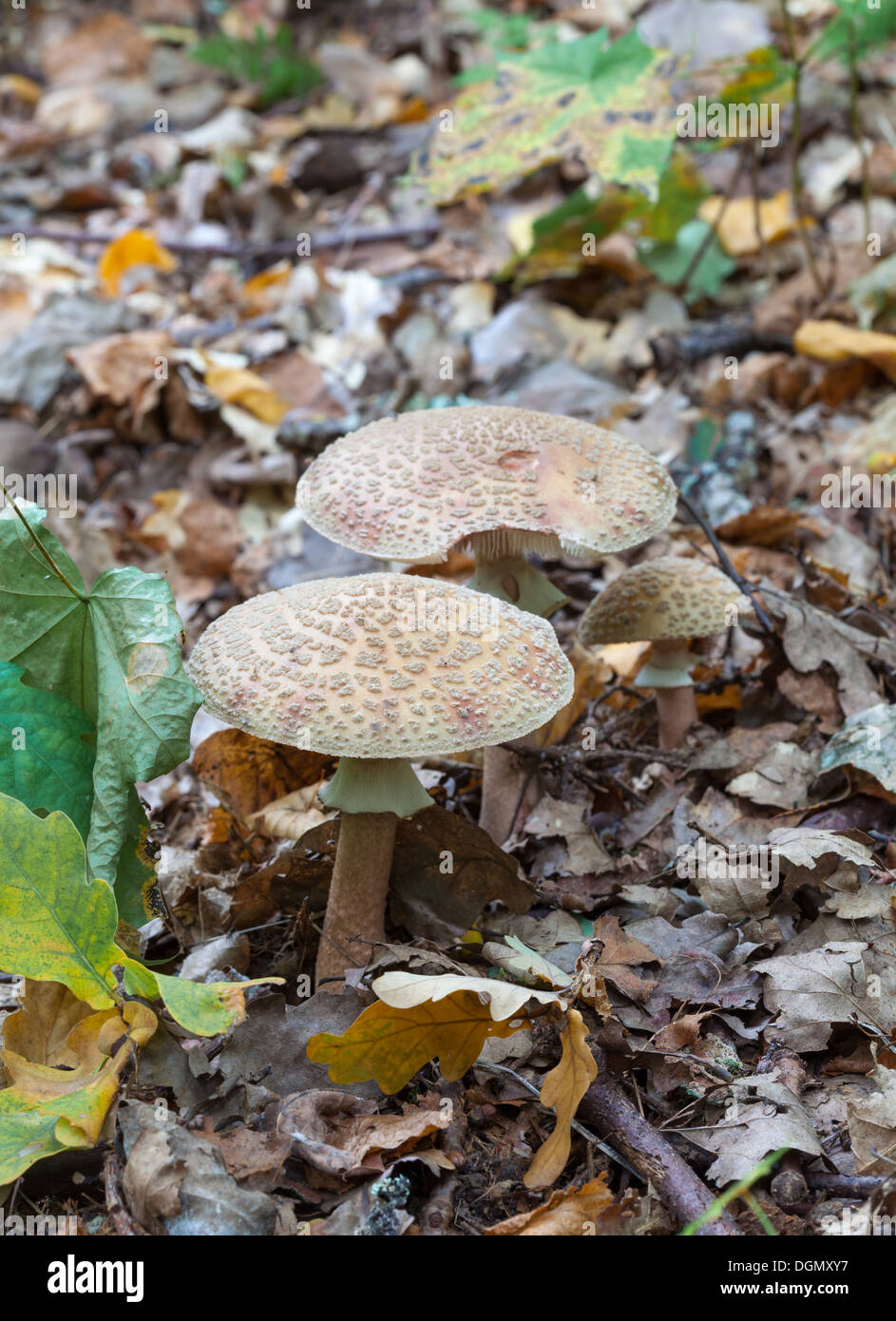 Schöne Herbst Pilze Stockfoto