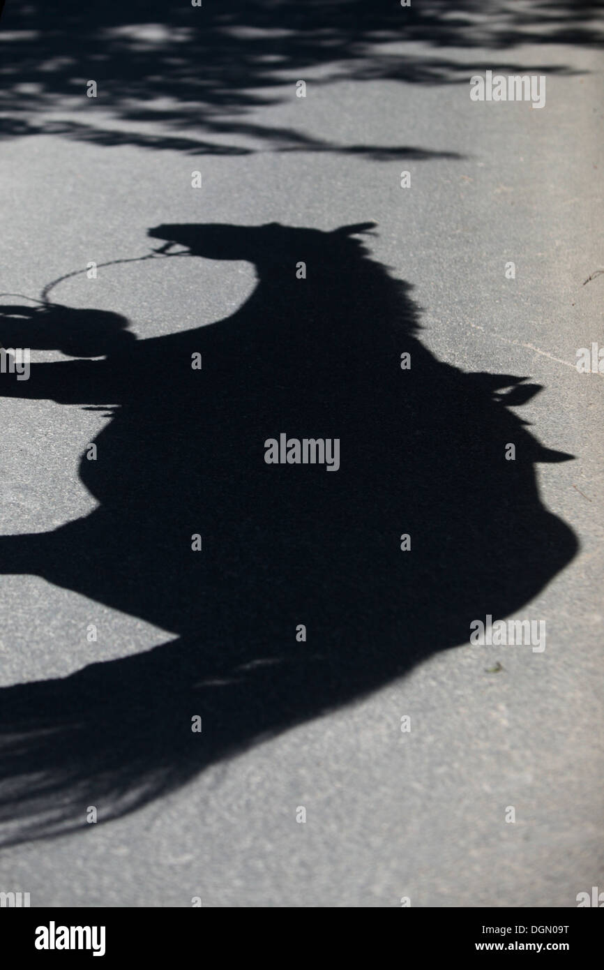 Bad Berleburg, Deutschland, Pferd wirft einen Schatten auf dem Boden Stockfoto