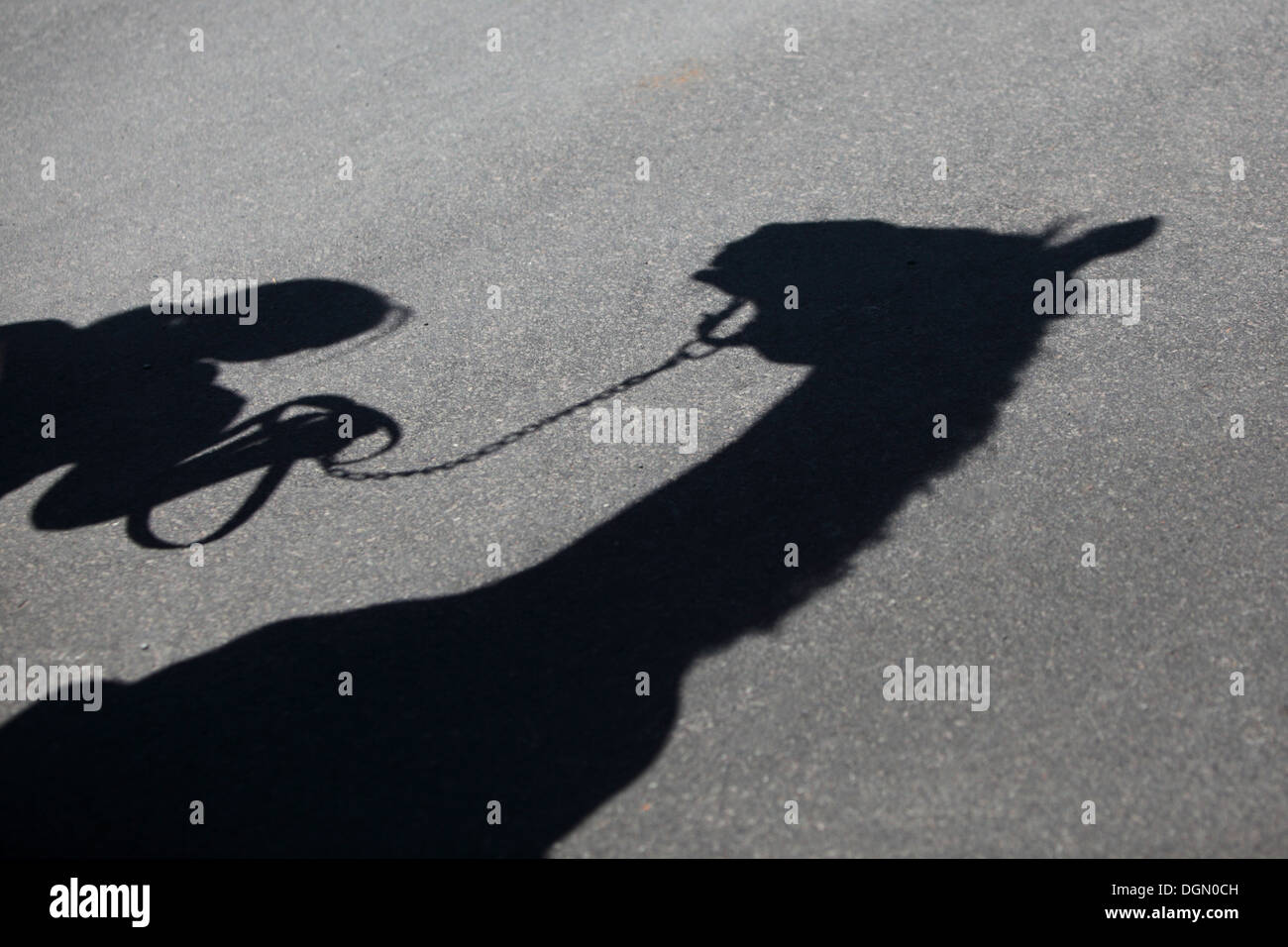 Bad Berleburg, Deutschland, Frau und Pferd warf einen Schatten auf dem Boden Stockfoto