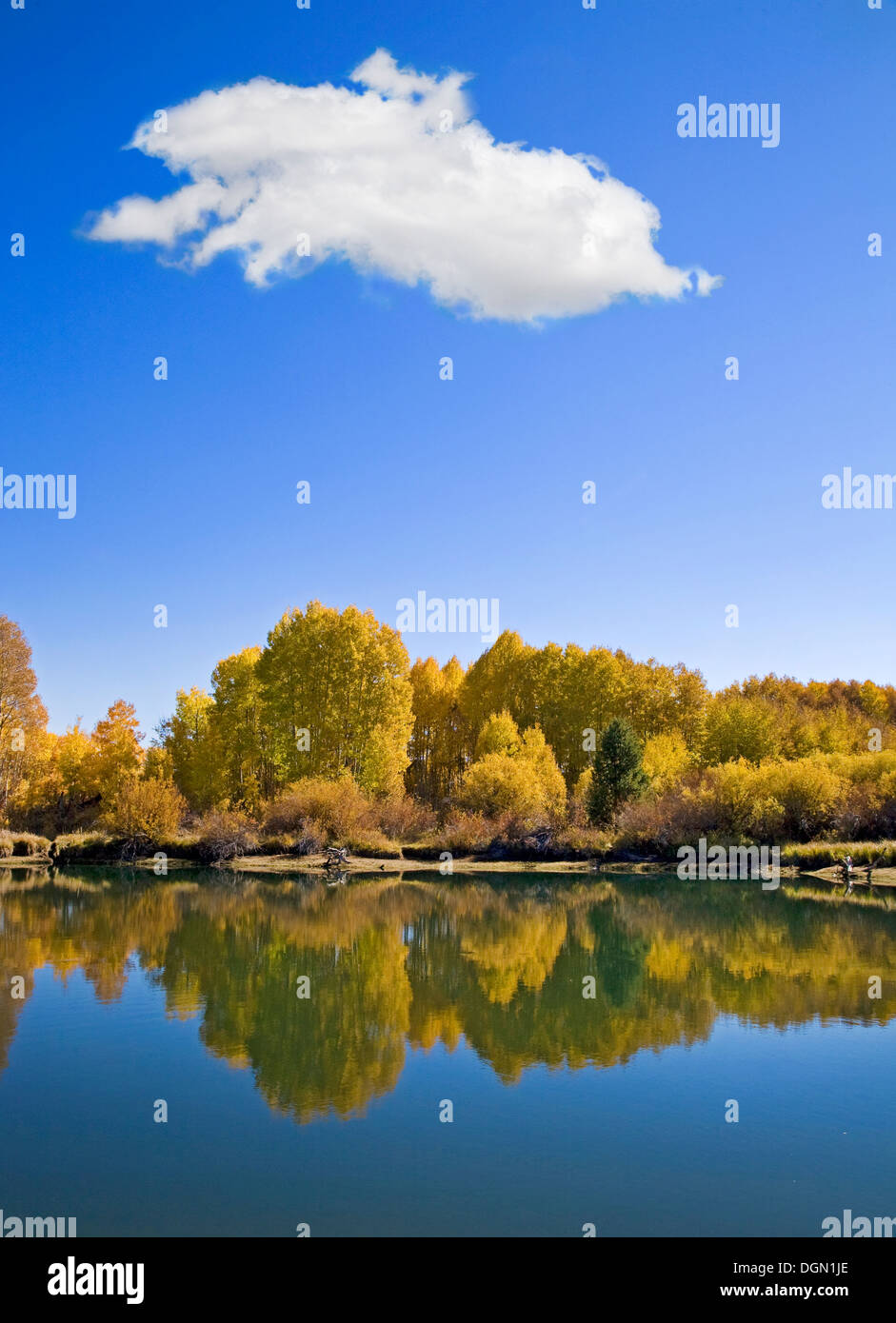 Espen Farbwechsel am Wegesrand Deschutes River paddeln, in der Nähe von Bend, Oregon, im Herbst. Stockfoto