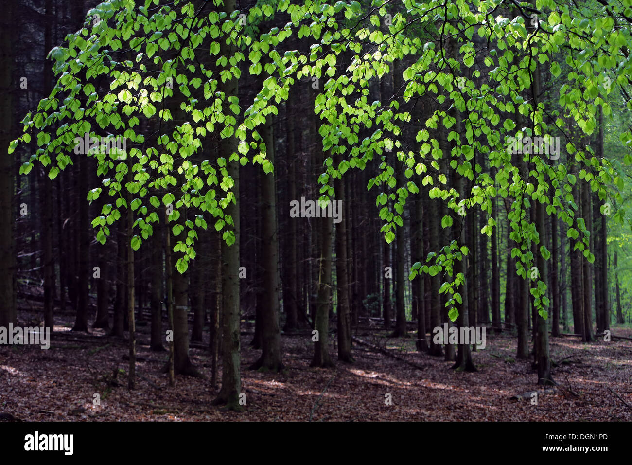 Neu Kätwin, Deutschland, Baumstämme im Laubwald Stockfoto