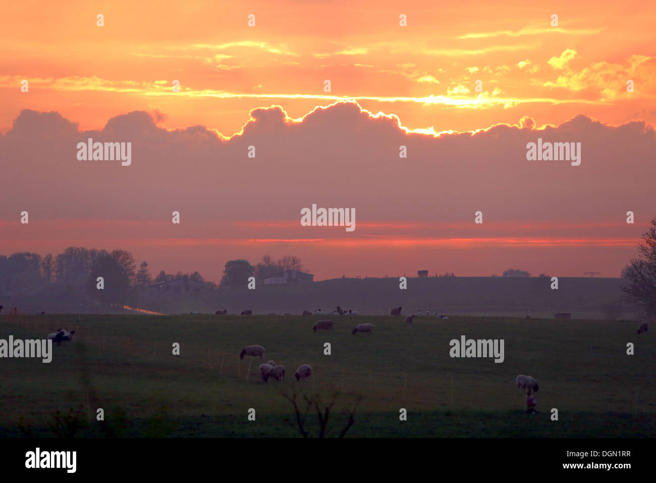 Neu Kätwin, Deutschland, Schafe auf einer Weide bei Sonnenuntergang Stockfoto