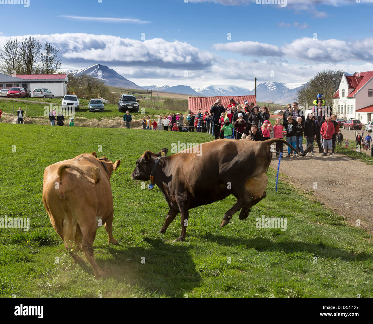 Leute zu beobachten wie eine Molkerei Kühe frei herumlaufen, nach innen, Akureyri, Island gesperrt gesetzt werden Stockfoto