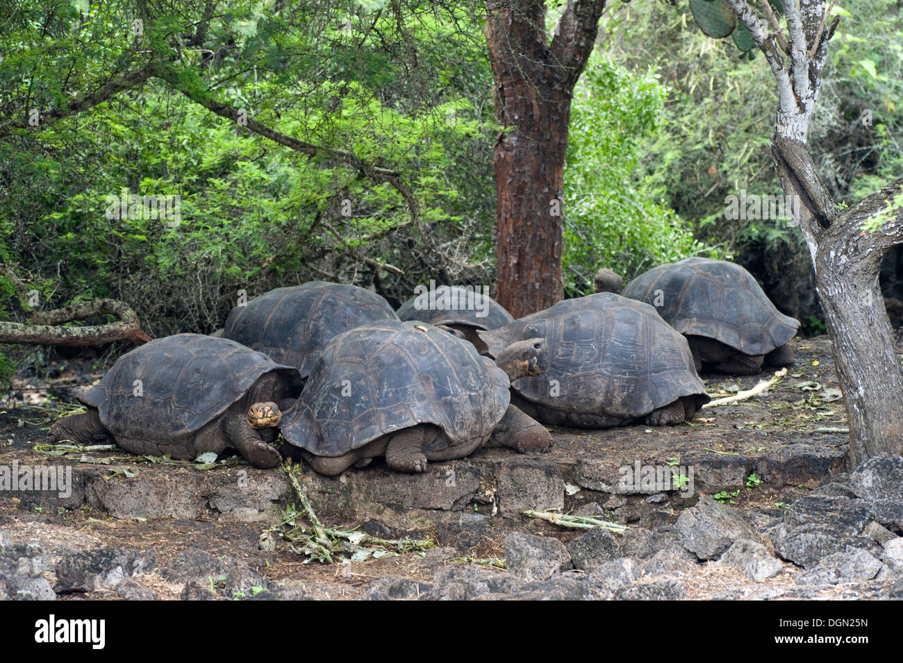 Galapagos Inseln Insel Südamerika Ecuador Schildkröte Reisen Stockfoto