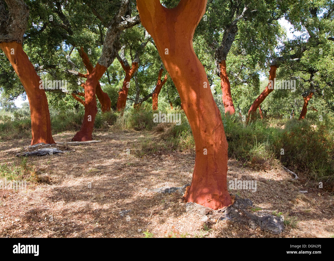 Roter Baumstämme frisch geerntete Rinde Quercus Suber, Korkeiche, Naturpark Sierra de Grazalema, Provinz Cadiz, Spanien Stockfoto