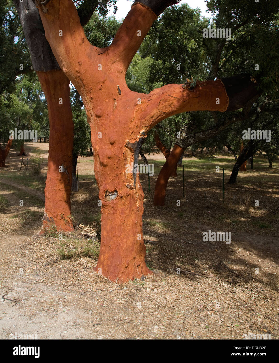 Roter Baumstämme frisch geerntete Rinde Quercus Suber, Korkeiche, Naturpark Sierra de Grazalema, Provinz Cadiz, Spanien Stockfoto