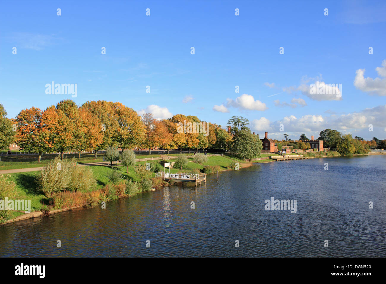 Hampton Court, SW-London, UK. 23. Oktober 2013. Eine glorreiche Herbstnachmittag auf der Themse in Hampton Court und entlang der Leinpfad sind die Blätter der Ahornbäume nur goldene drehen. Bildnachweis: Jubilee Bilder/Alamy Live-Nachrichten Stockfoto