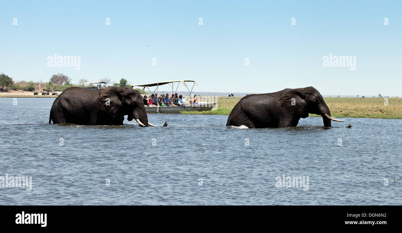 Afrika Elefant - zwei afrikanischen Elefanten schwimmen über den Chobe River von einem Touristen Safari Boot aufgepaßt, Chobe National Park, Botswana Afrika Stockfoto