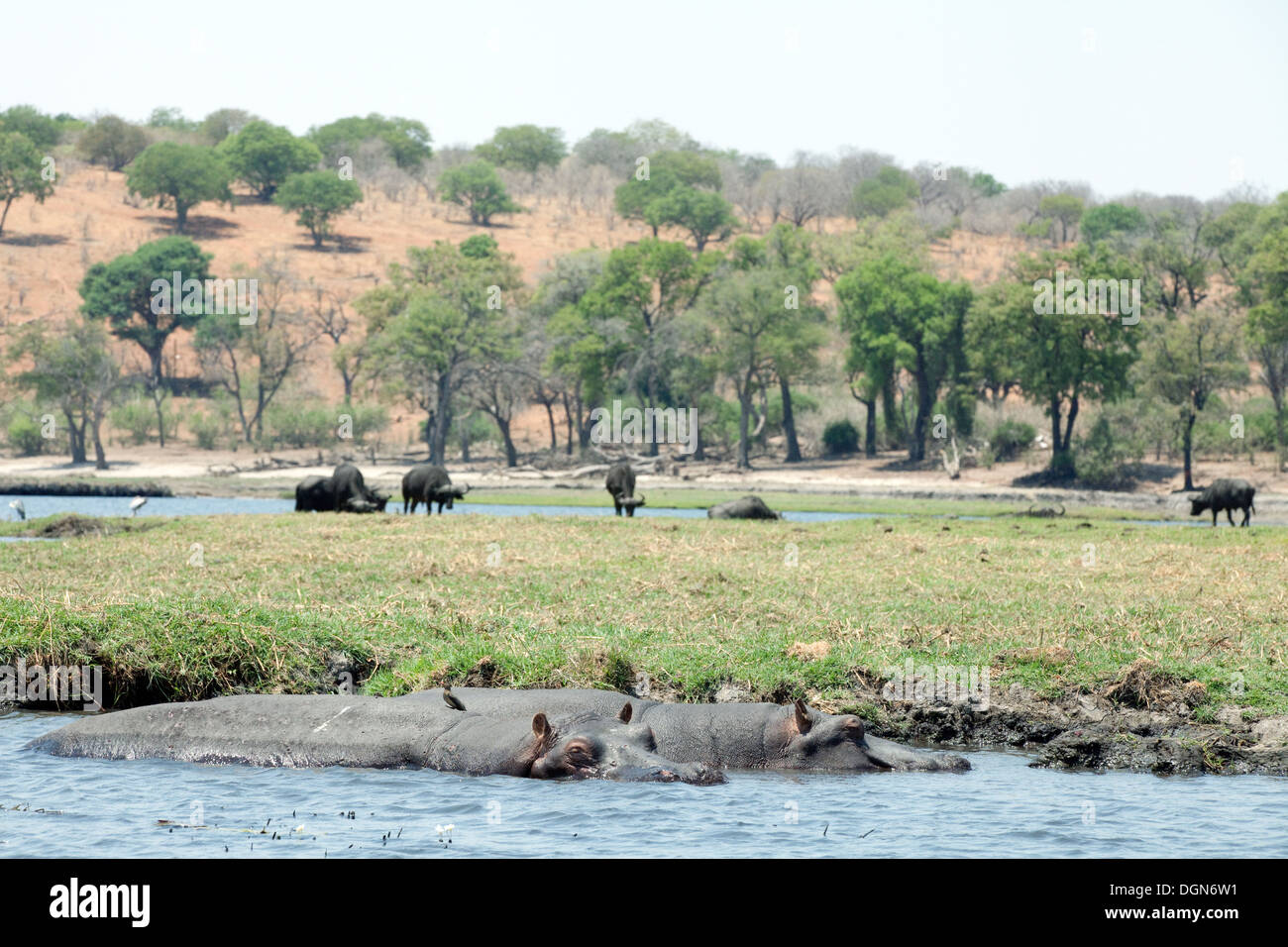 Flusspferde und Büffel Tierwelt, Chobe Fluss Chobe Nationalpark Safari Szene, Botswana, Afrika Stockfoto