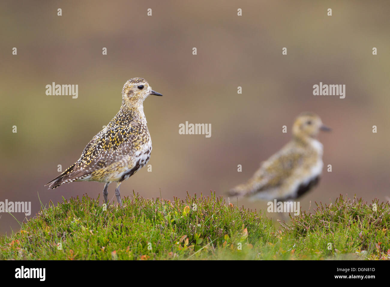 Goldene Regenpfeifer (Pluvialis Apricaria) stand im Heidekraut Moorland. Frühling, Yorkshire Dales, UK. Stockfoto