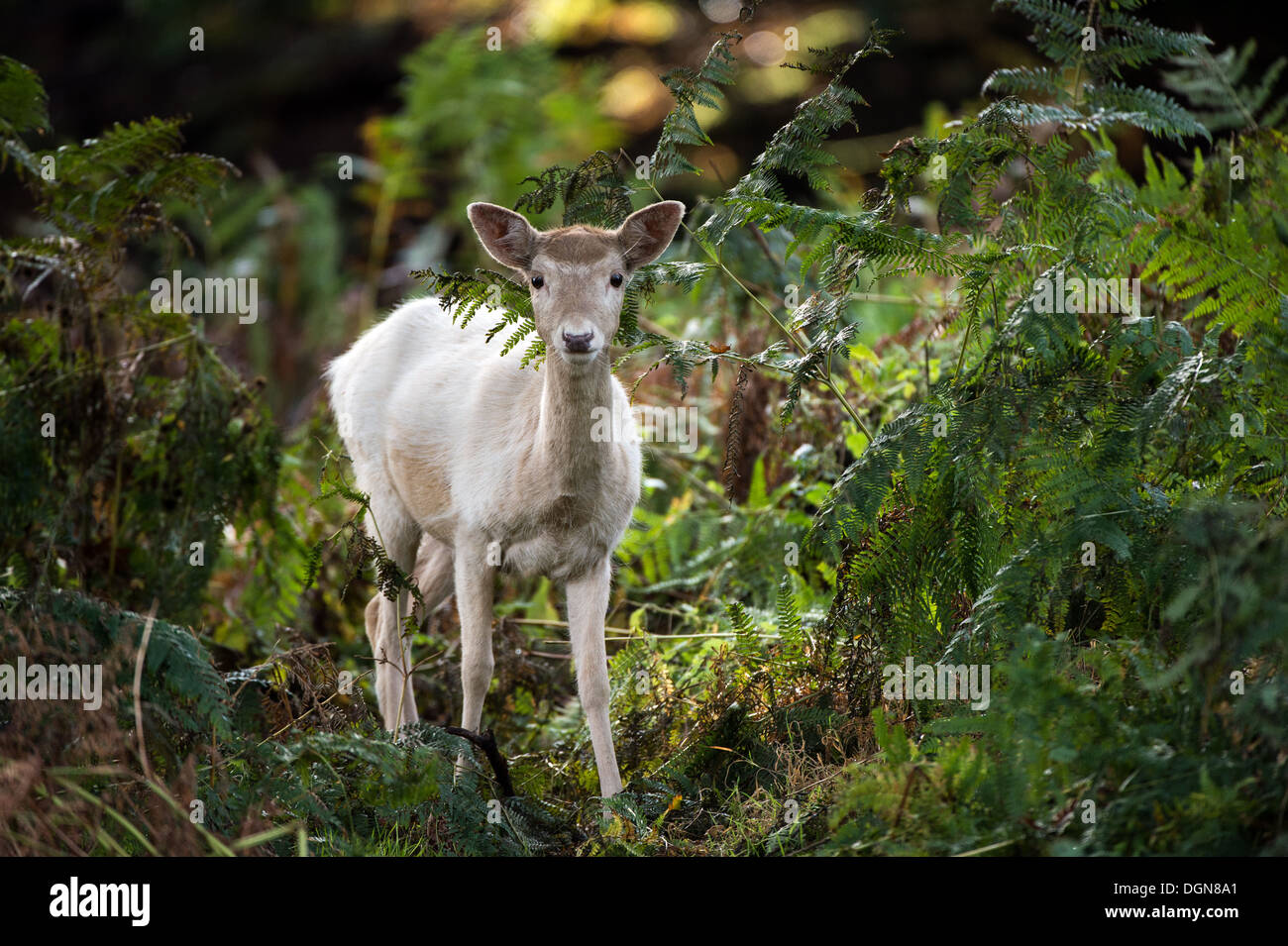 Weißer Damhirsch tief im dunklen Wald Stockfoto