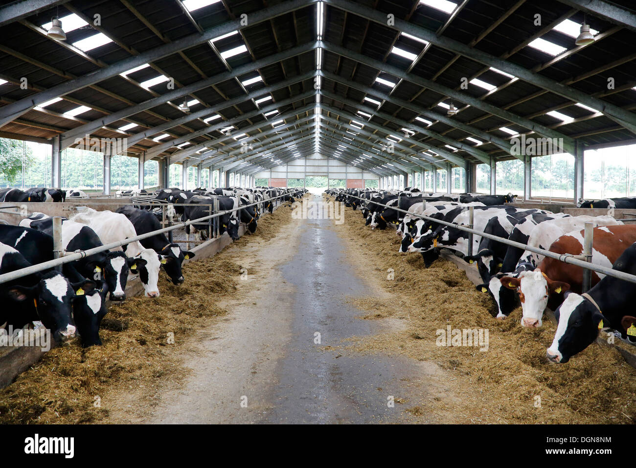 Gelsenkirchen, Deutschland, Kühe im Stall Freilaufstall Stockfoto