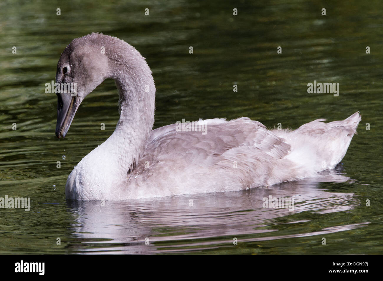 Juvenile Cygnet Höckerschwan schwimmen in einem See Stockfoto