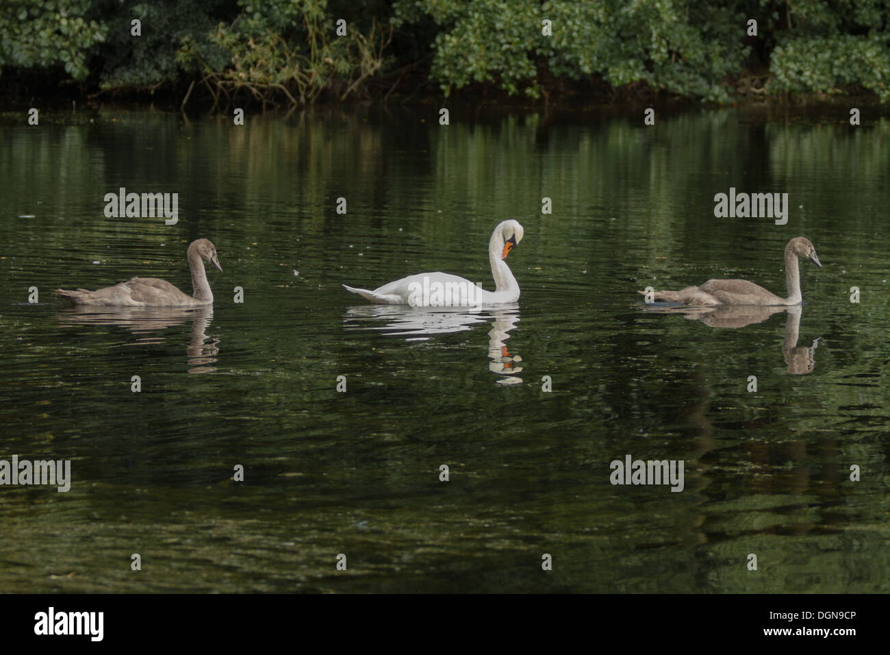 Swan und Cygnets Schwimmen am See in einer Linie Stockfoto