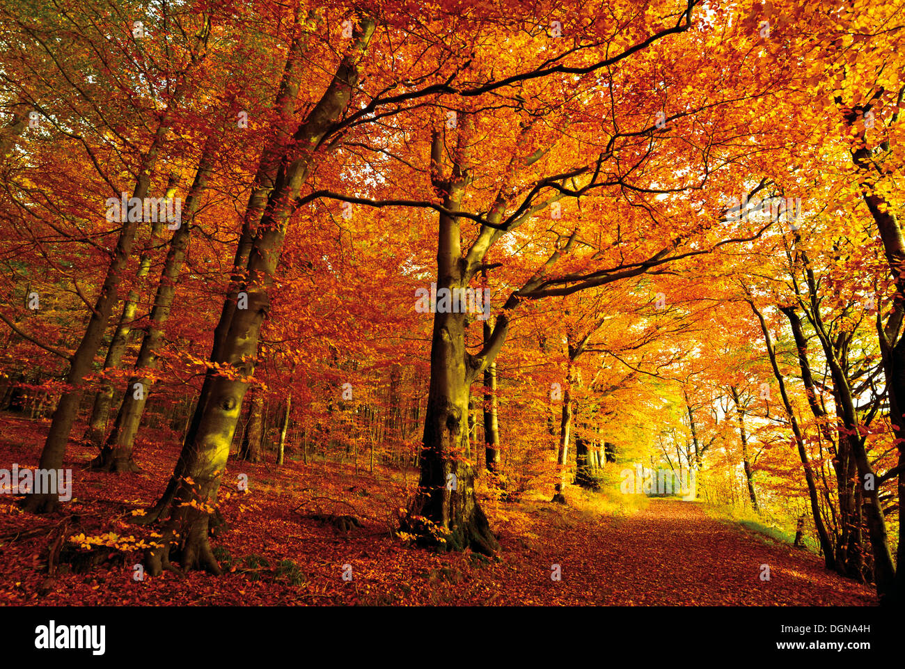Deutschland, Natur Park Odenwald: Goldener Oktober mit Herbst Wald am Katzenbuckel mountain Stockfoto