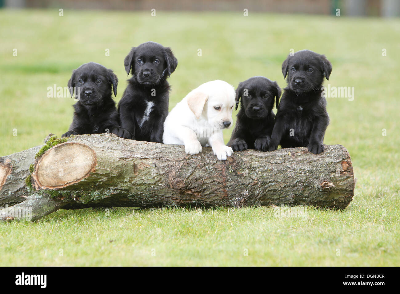Labrador Welpen stützte sich auf melden Sie sich am nationalen Guide Dogs Breeding Centre in der Nähe von Leamington Spa, Großbritannien Stockfoto