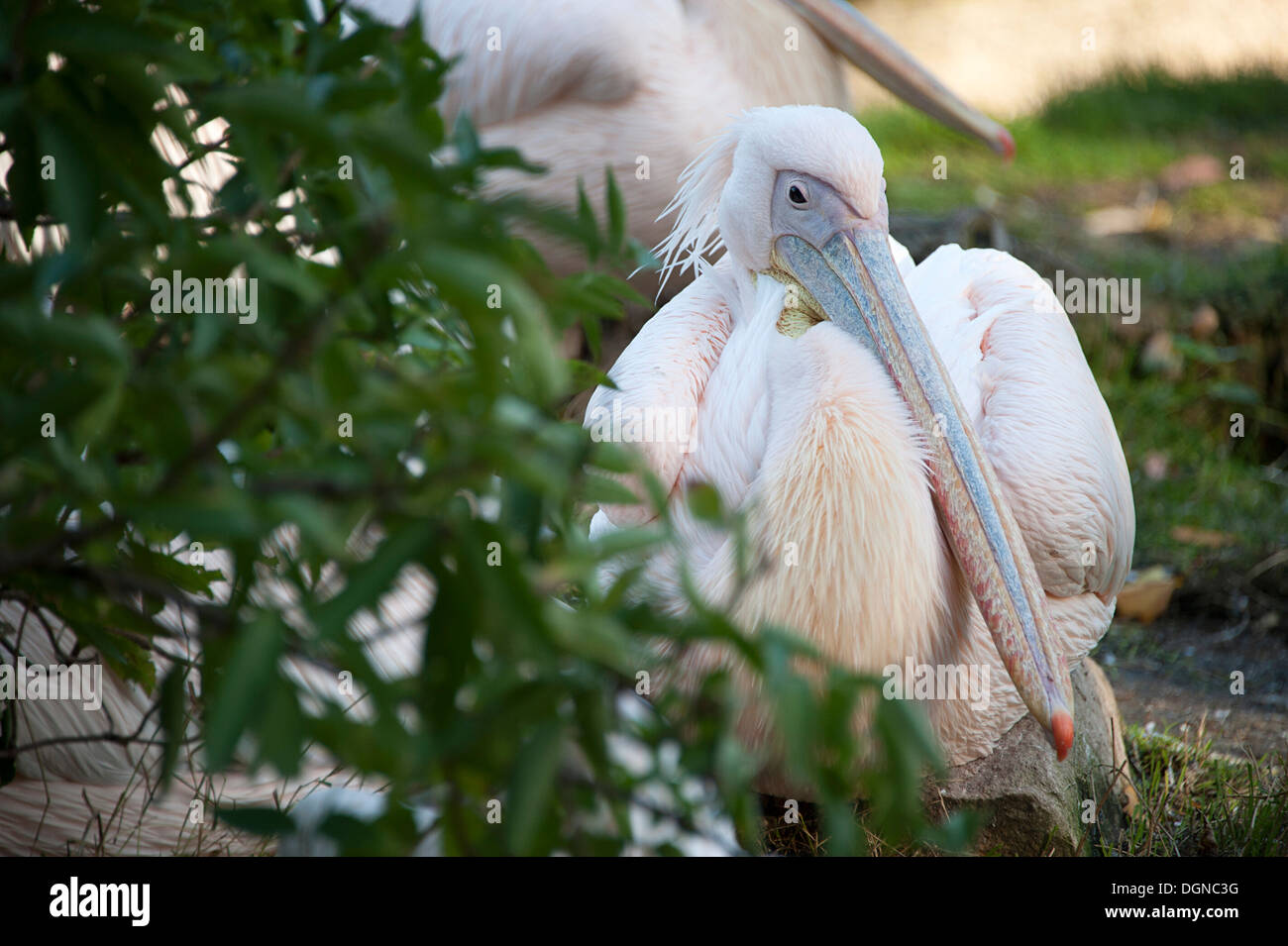 Elegante Rosapelikan im Londoner Zoo. Stockfoto