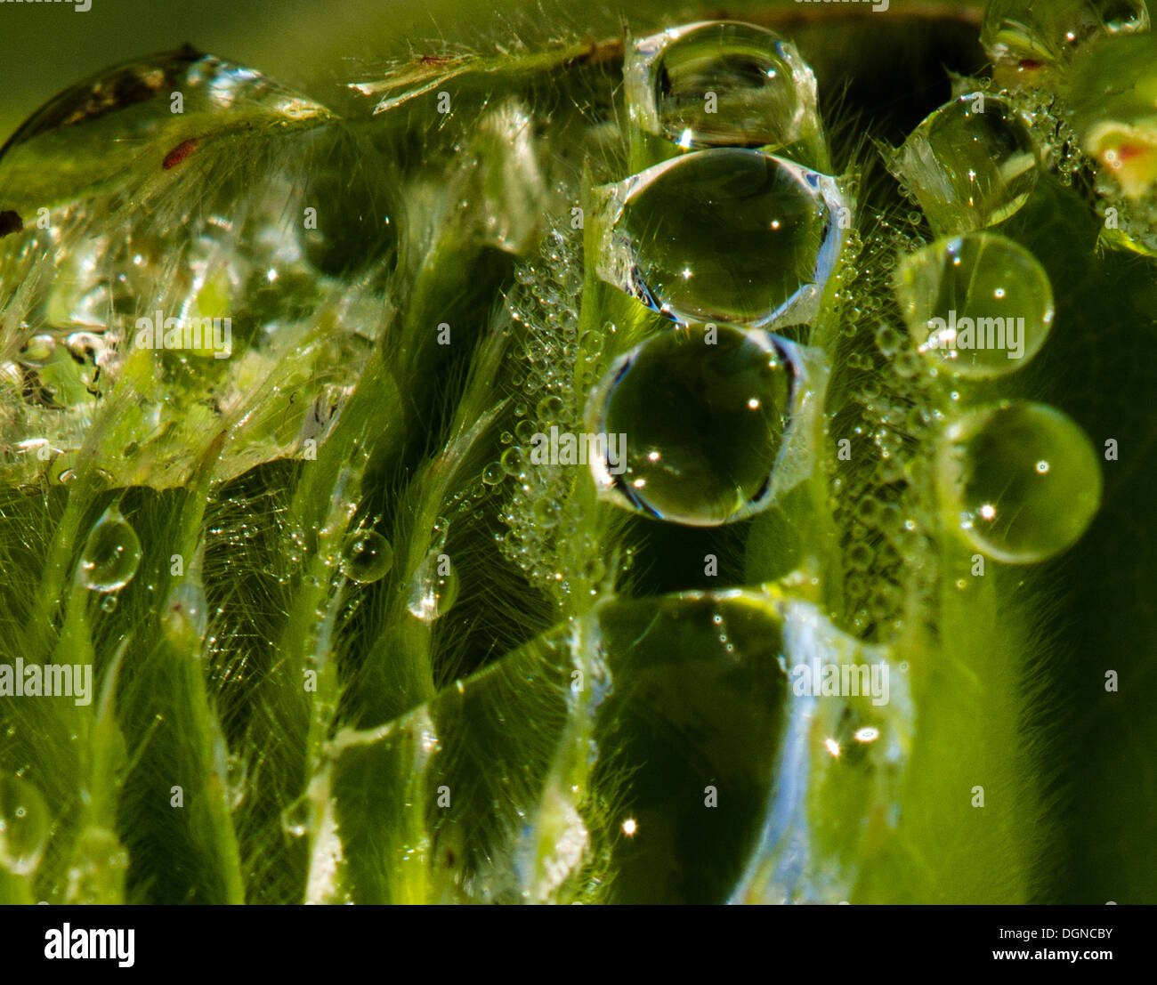 Wassertropfen auf der Pflanze Stockfoto