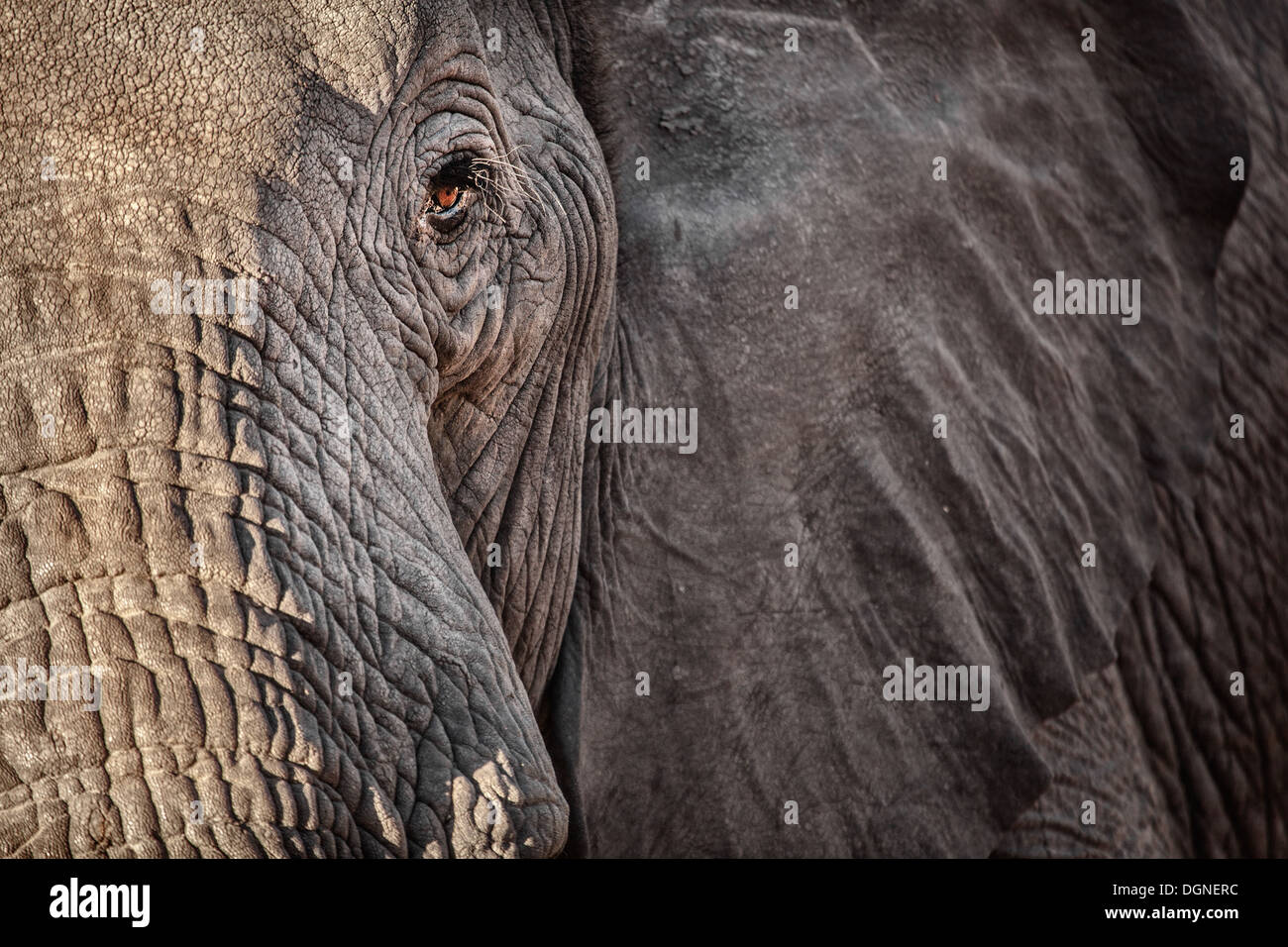 Elefanten im Auge Stockfoto