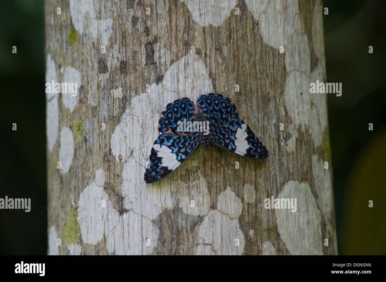 Einen schönen blauen Cracker Schmetterling (Hamadryas SP.) thront senkrecht auf eine Holzstange in den Amazonas-Regenwald in Loreto, Peru. Stockfoto