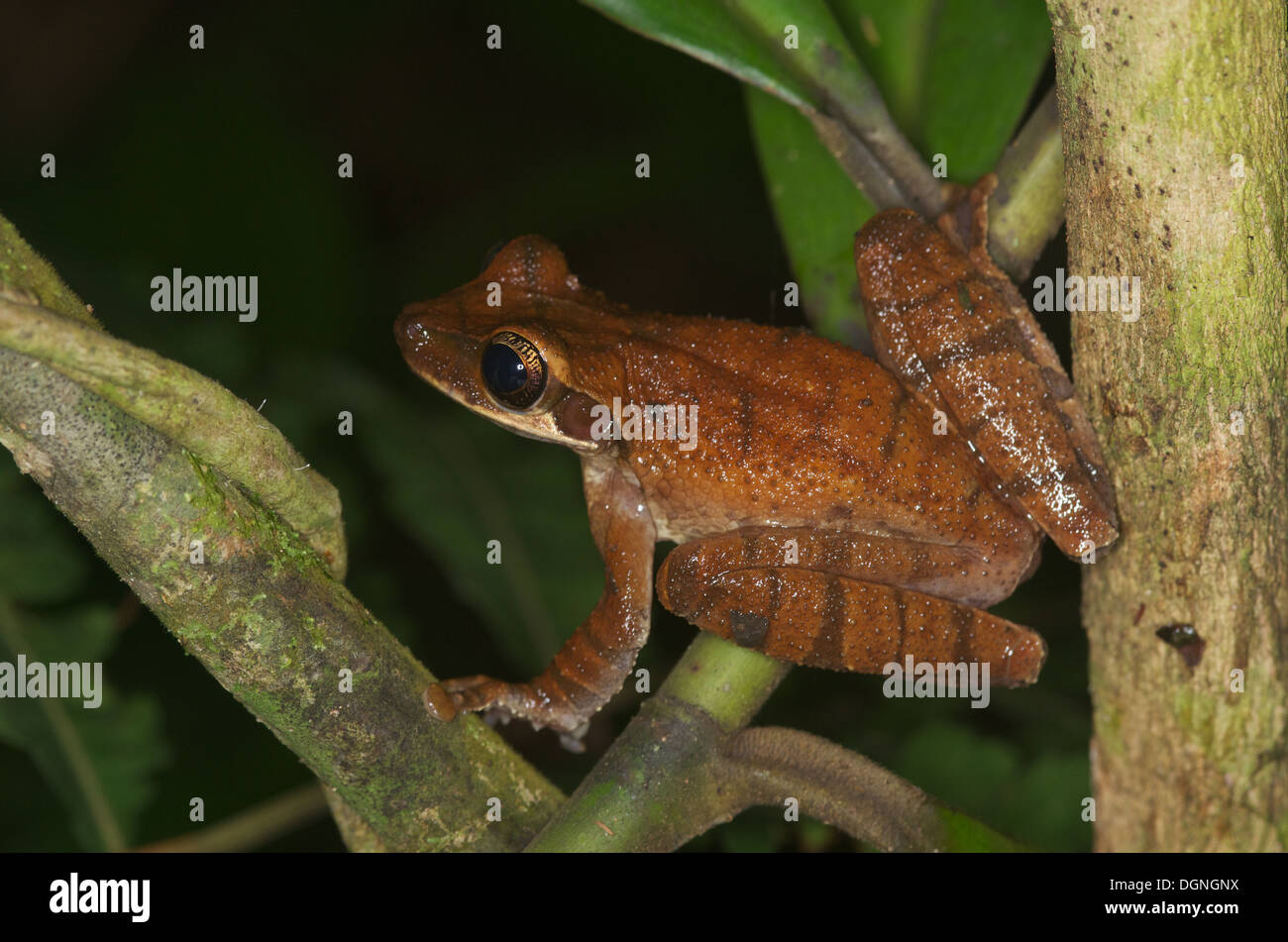 Ein Plattköpfig Bromelie Treefrog (Osteocephalus Planiceps) thront in