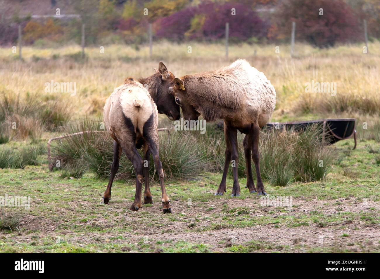 Elch butting Köpfe. Stockfoto