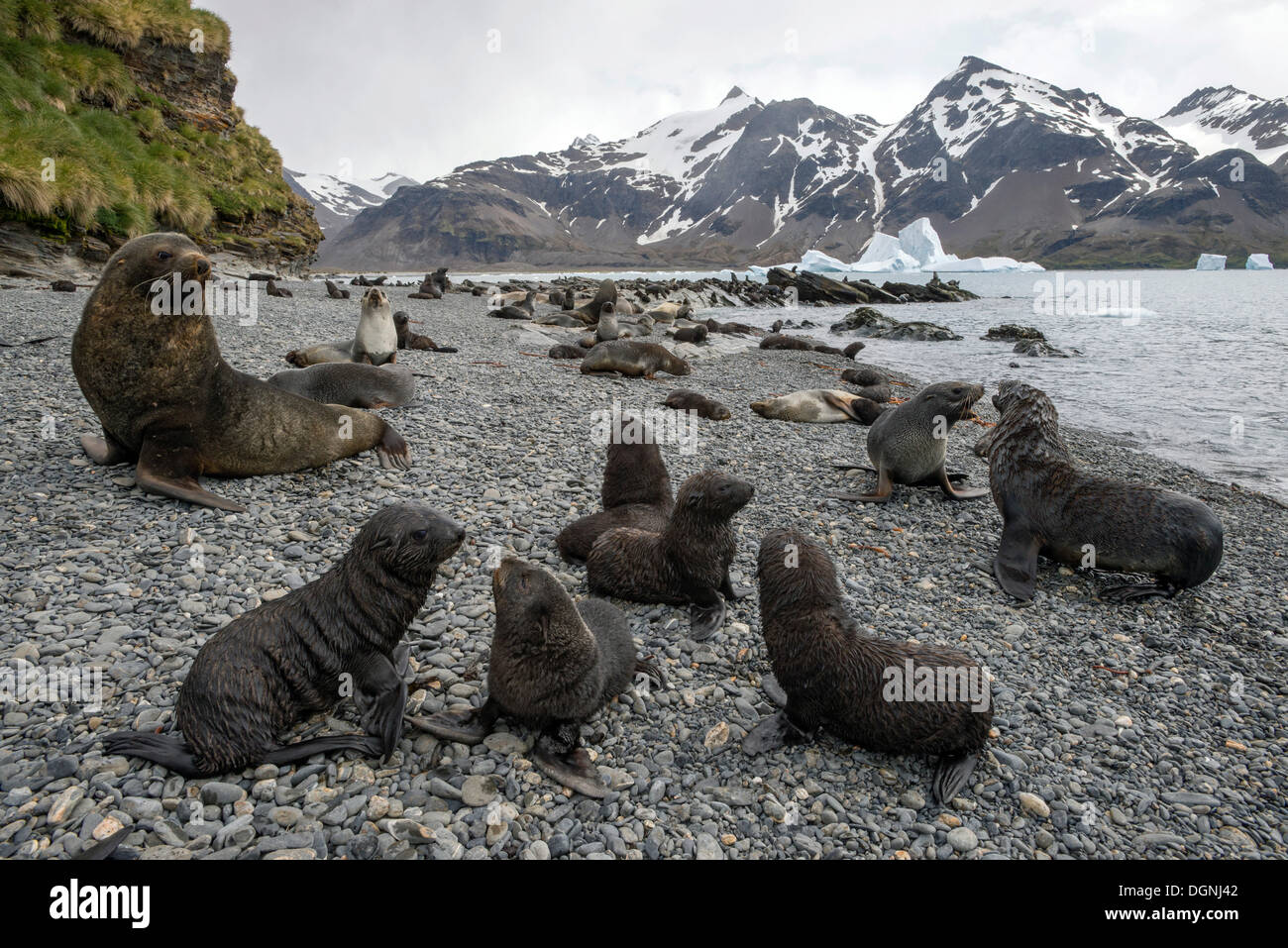 Antarktischen Seebären (Arctocephalus Gazella) Welpen und Erwachsene, Fortuna Bay, Südgeorgien und die Südlichen Sandwichinseln Stockfoto