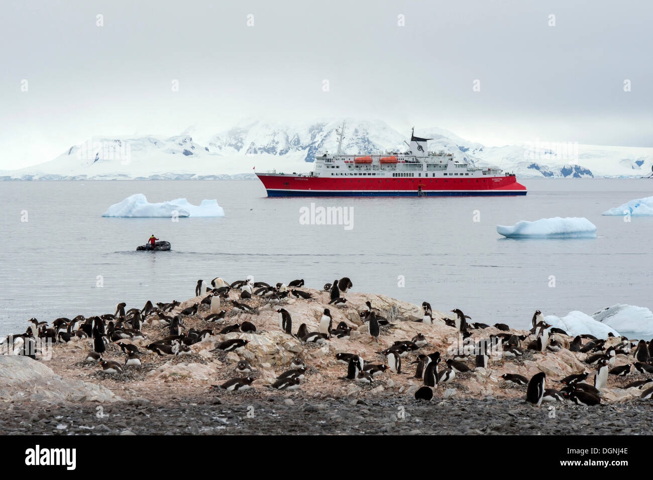 Expedition Kreuzfahrt Schiff, MS Expedition und ein Zodiac-Schlauchboot zwischen Eisbergen, Kolonie von Gentoo Penguins (Pygoscelis Stockfoto