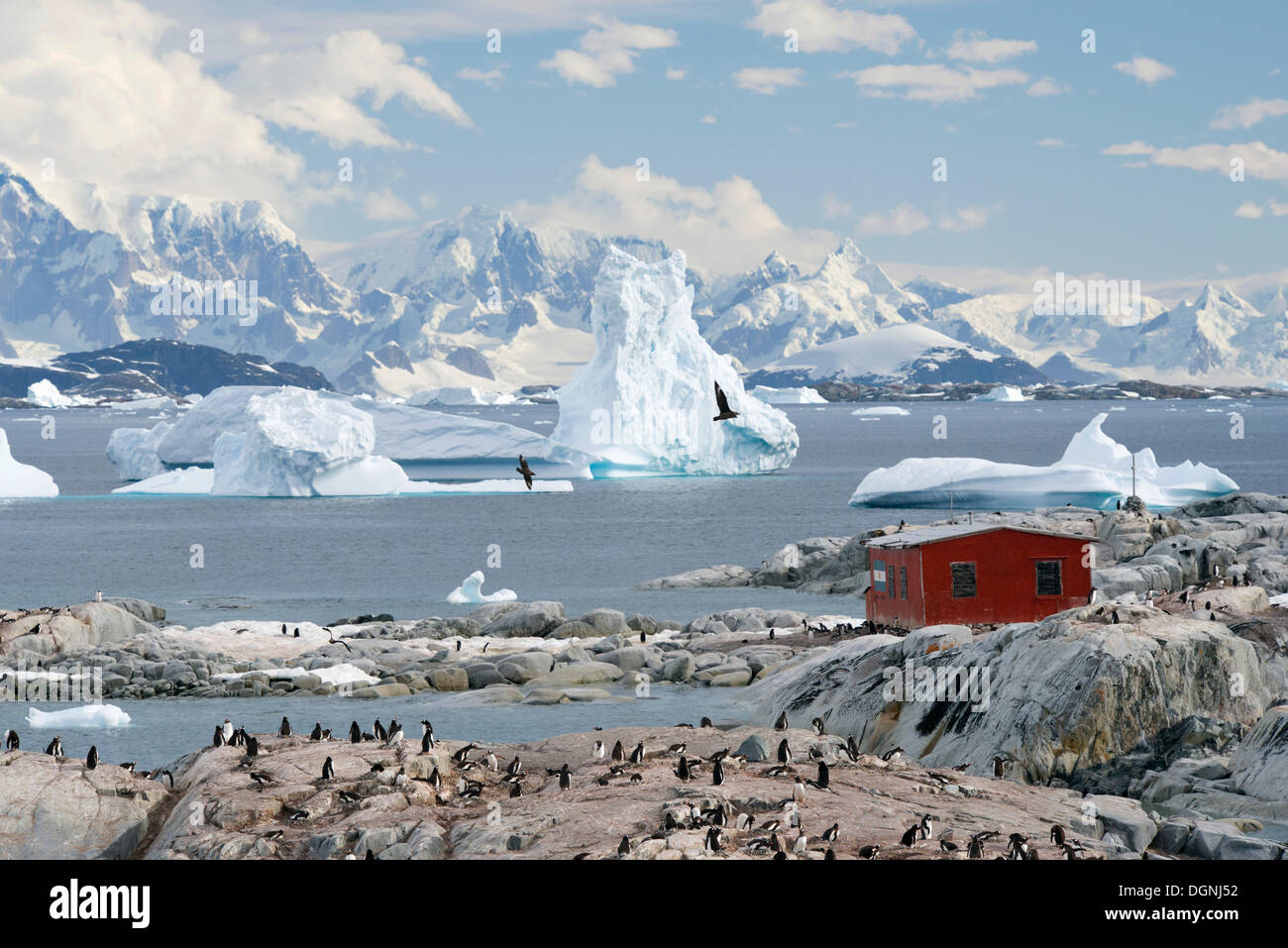 Argentinische Zuflucht vor Eisbergen und Gentoo Penguins (Pygoscelis Papua), Petermann Island, antarktische Halbinsel Stockfoto