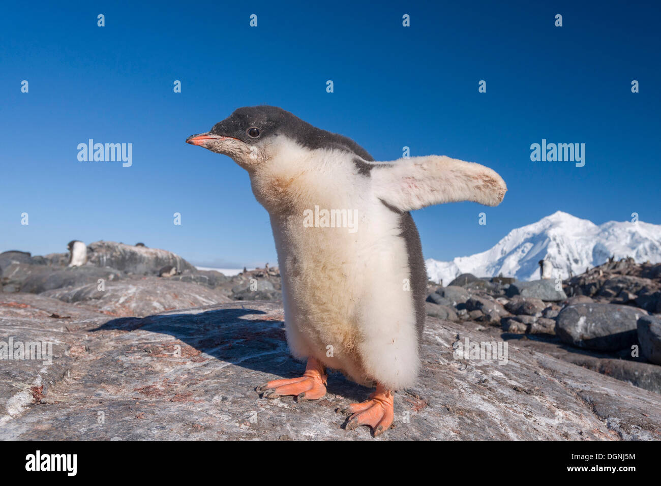 Gentoo Penguin (Pygoscelis Papua), Küken mit flaumigen Federkleid, Jougla Point, Port Lockroy, antarktische Halbinsel, Antarktis Stockfoto