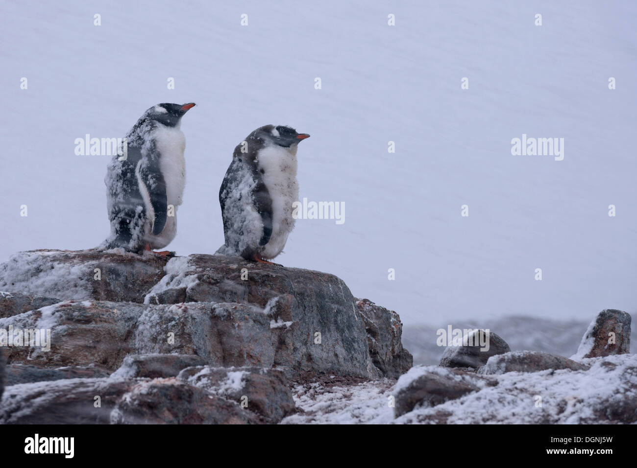 Gentoo Penguins (Pygoscelis Papua), Jugendliche mit Mauser Gefieder bei starkem Schneefall, Jougla Point, Port Lockroy Stockfoto