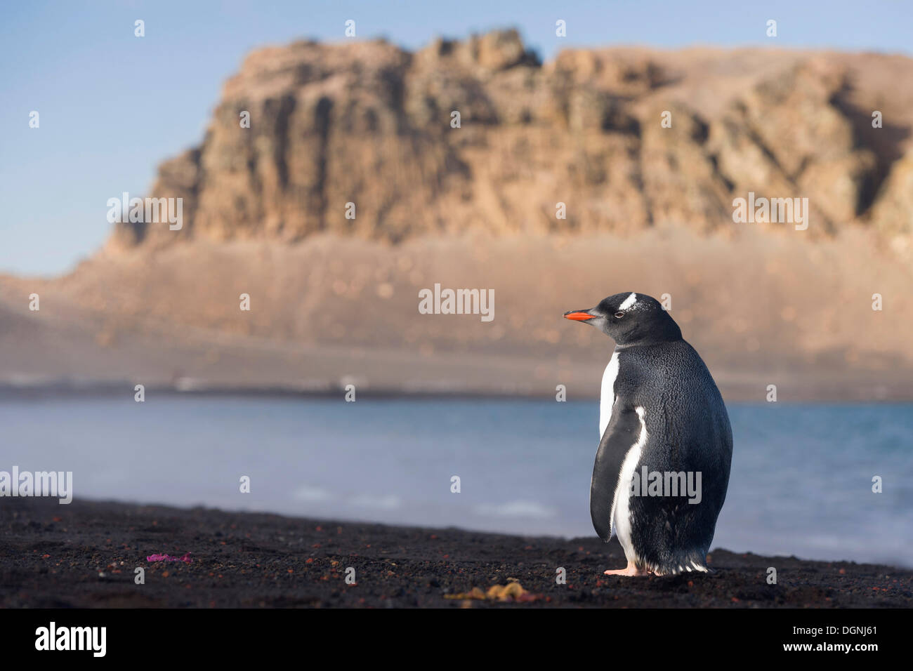 Gentoo Penguin (Pygoscelis Papua), Whalers Bay, Antarktis, Deception Island, Süd-Shetland-Inseln, antarktische Halbinsel Stockfoto