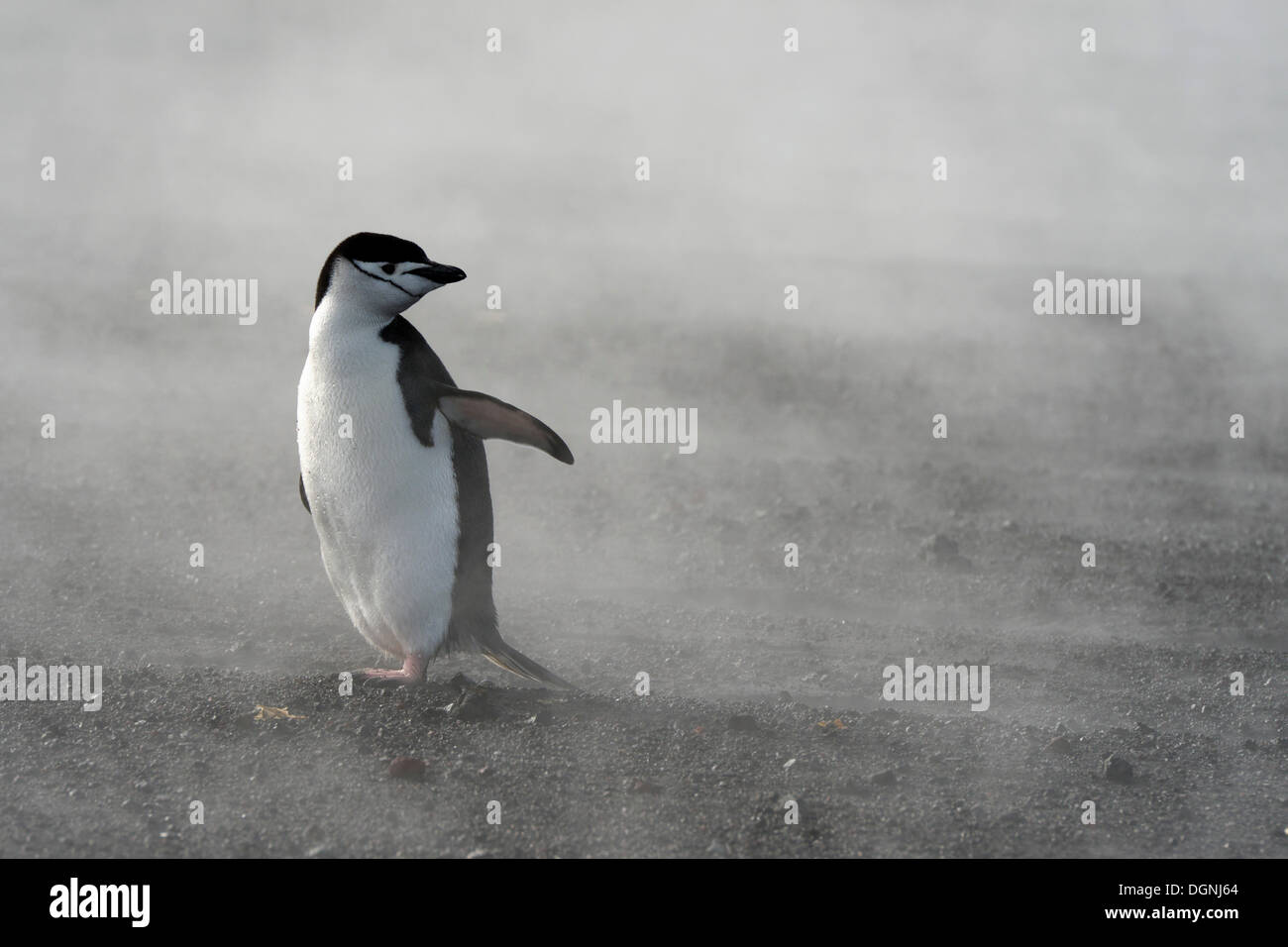 Kinnriemen Pinguin (Pygoscelis Antarctica), stehend in der Dampf aus den heißen Quellen von Whalers Bay, Deception Island Stockfoto