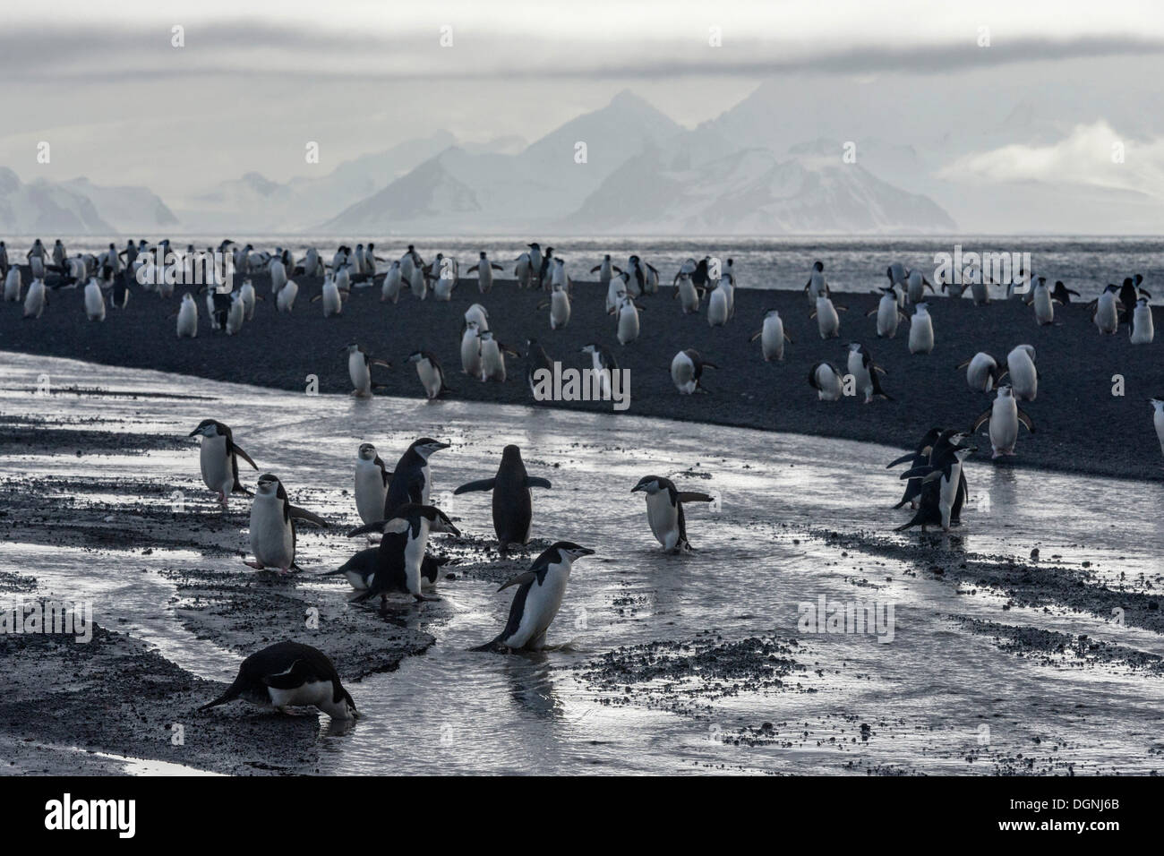 Kinnriemen Pinguine (Pygoscelis Antarctica), überqueren einen Bach, Baily Head, Deception Island, Süd-Shetland-Inseln Stockfoto