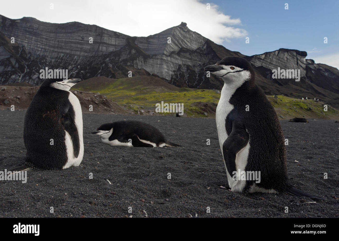 Pinguine Zügelpinguinen (Pygoscelis Antarctica) vor Gletscher, Baily Head, Deception Island, Süd-Shetland-Inseln Stockfoto
