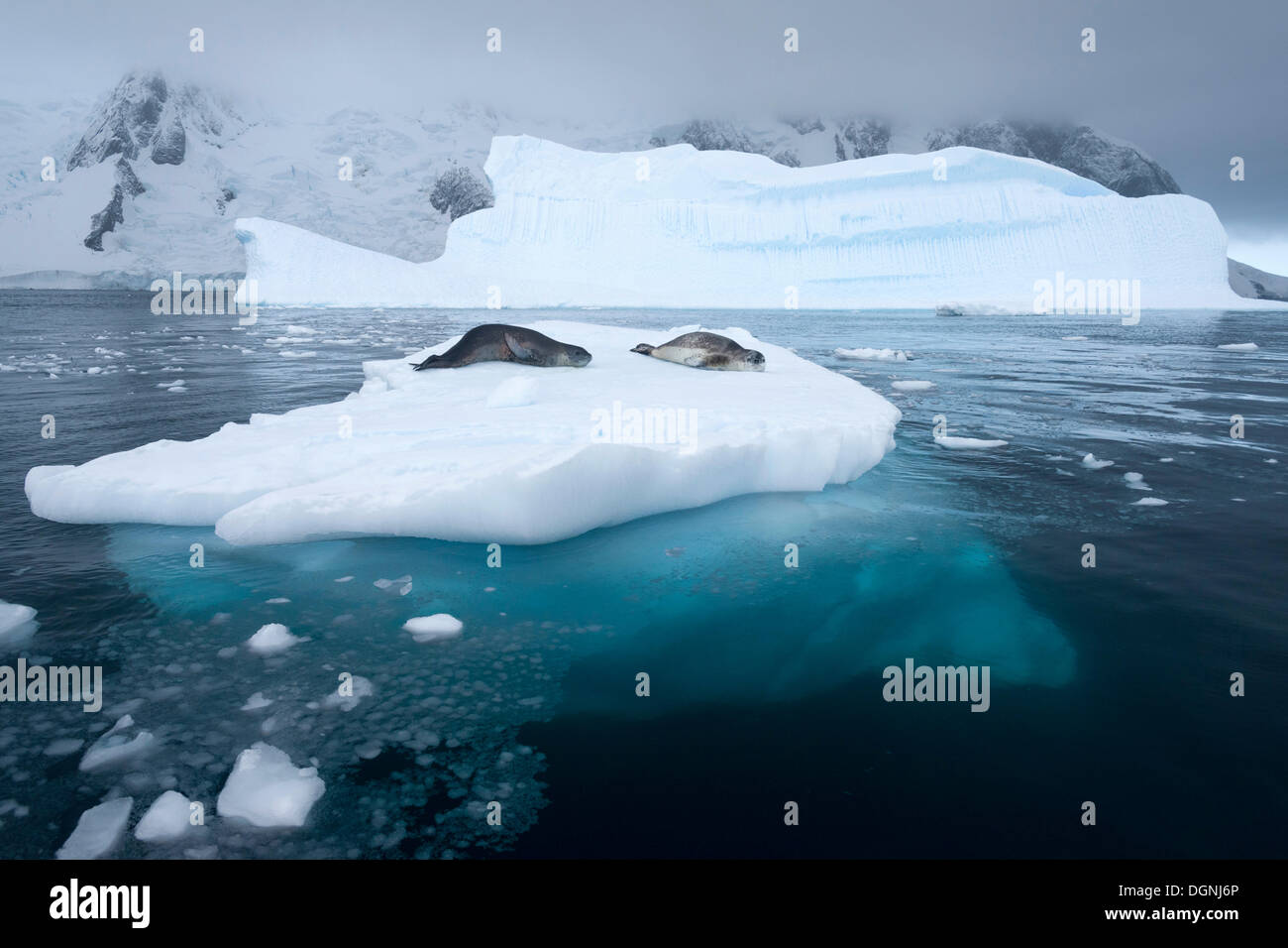 Seeleoparden (Hydrurga Leptonyx) liegen auf einem Eisberg, Plenau Bay, antarktische Halbinsel, Antarktis Stockfoto